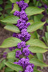 Beautyberry Purple