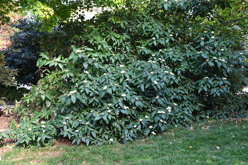 Viburnum Alleghany Leatherleaf