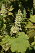 Coral Bell 'Autumn Bride'