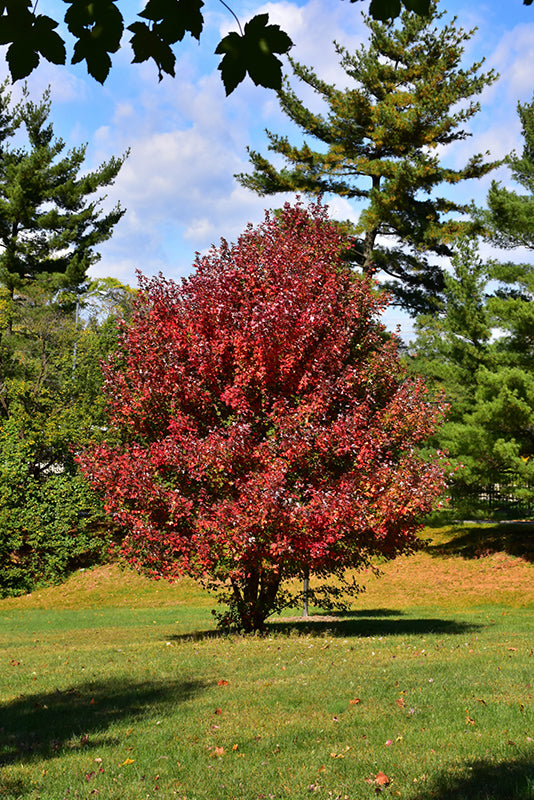 Maple Redpointe®