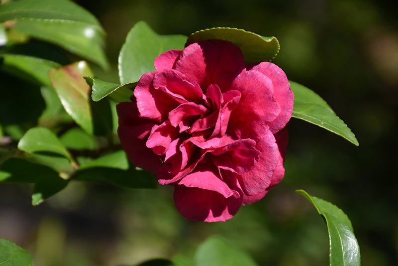 Camellia S. Bonanza- Deep Red