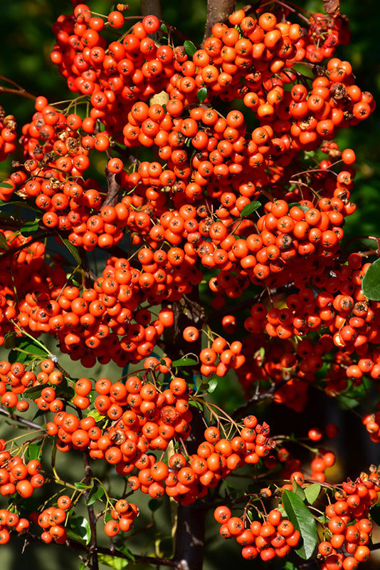Pyracantha Mohave- Orange