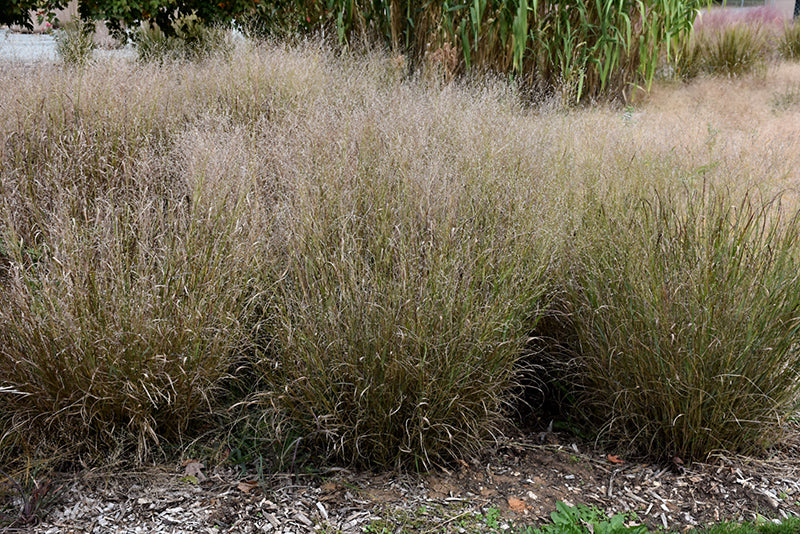 Grass Switch Shenandoah