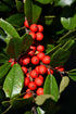 Holly Christmas Jewel®