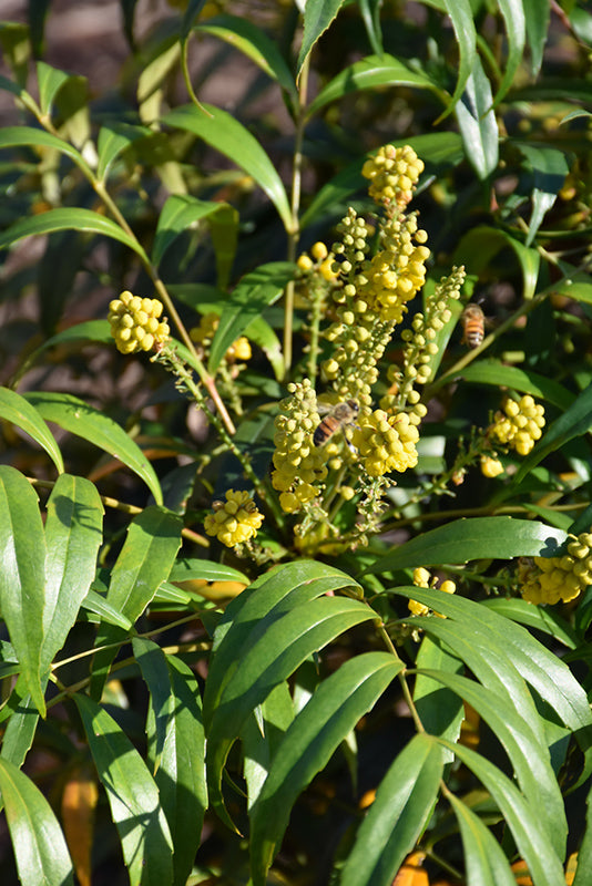 Mahonia Soft Caress