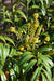 Mahonia Soft Caress