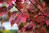 Maple Red Brandywine