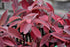 Dogwood Red Twig Artic Fire