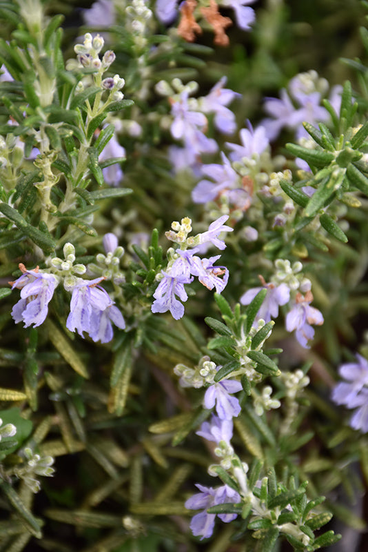 Rosemary Huntington Carpet
