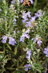 Rosemary Huntington Carpet