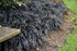 Grass Mondo Black