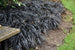 Grass Mondo Black