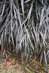 Grass Mondo Black