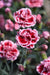 Dianthus Scent First® Sugar Plum