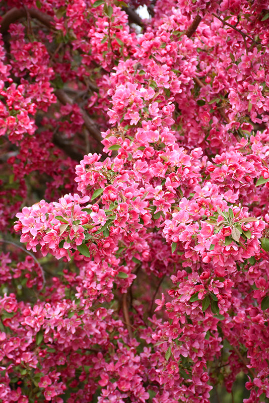 Crabapple Prairifire