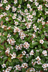 Cotoneaster Coral Beauty