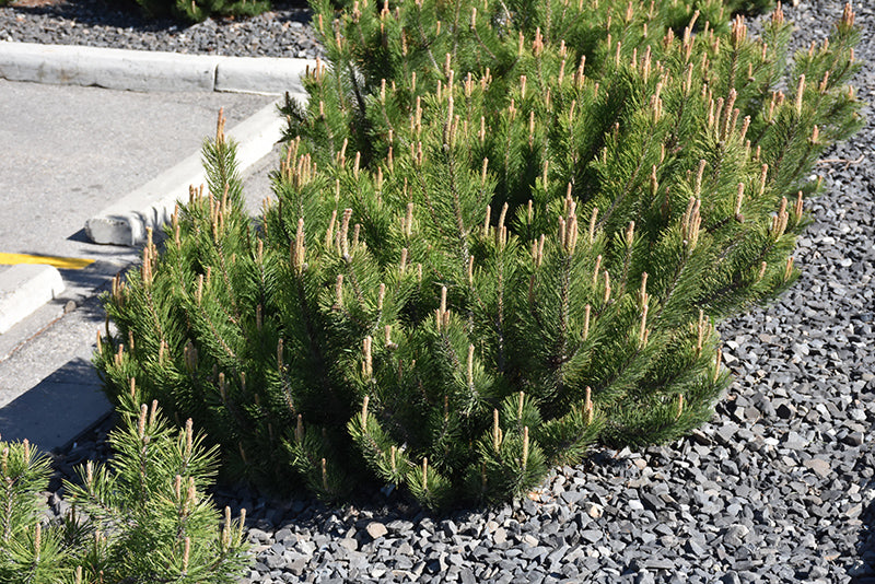 Pine Mugho