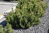 Pine Mugho