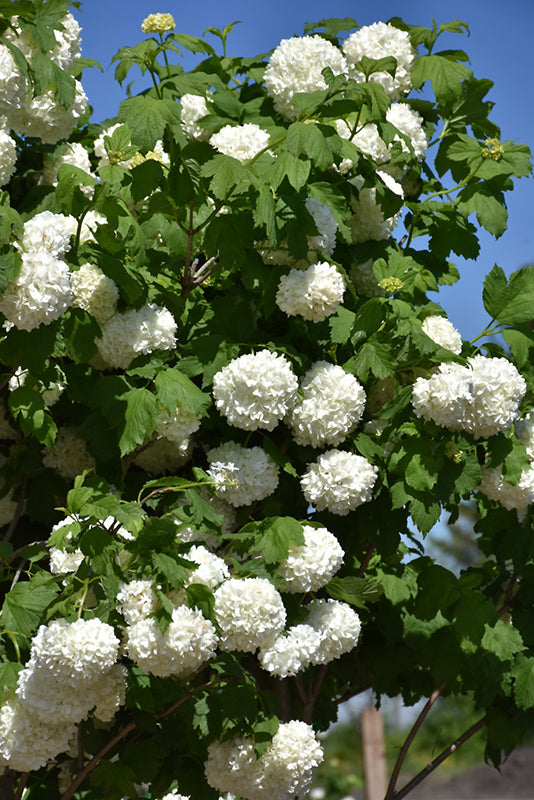 Viburnum Eastern Snowball