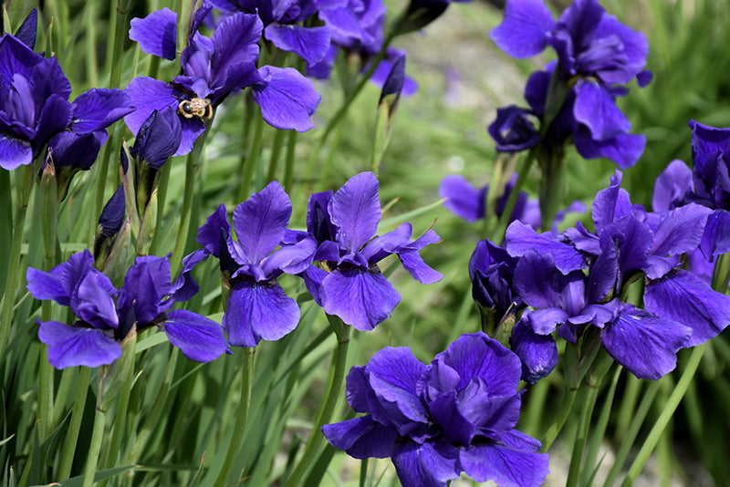 Iris Siberian Caesars Brothers- Dark Blue