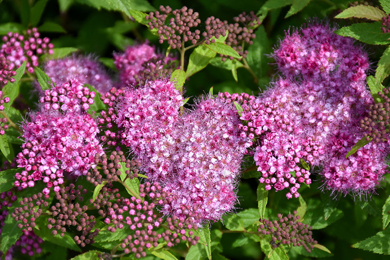 Spirea Anthony Waterer