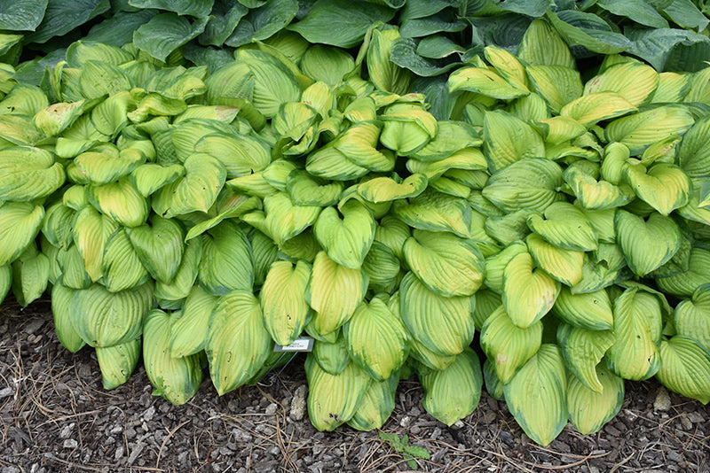 Hosta Stained Glass