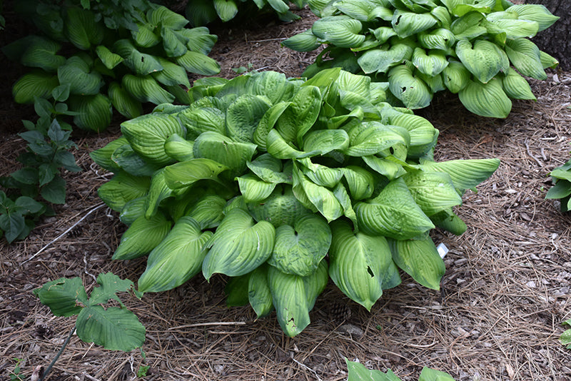 Hosta Guacamole