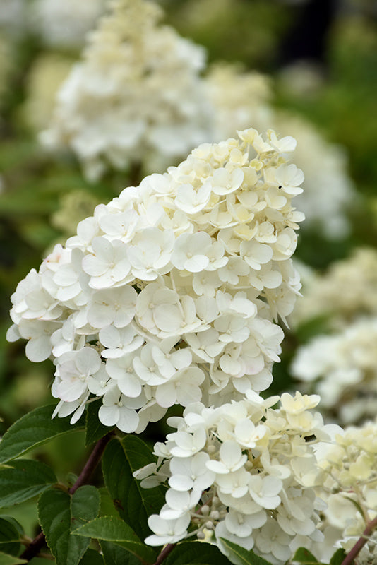 Hydrangea First Editions® Strawberry Sundae®