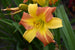 Daylily Everydaylily® Punch Yellow®- Crl/Ylw