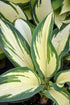 Hosta Hans