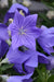 Balloon Flower Sentimental Blue