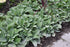 Lamb'S Ear Helene Von Stein