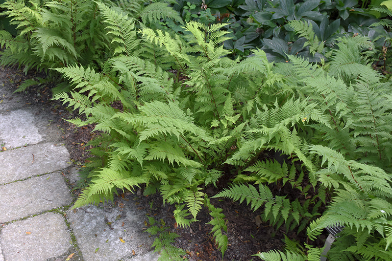 Fern Lady In Red