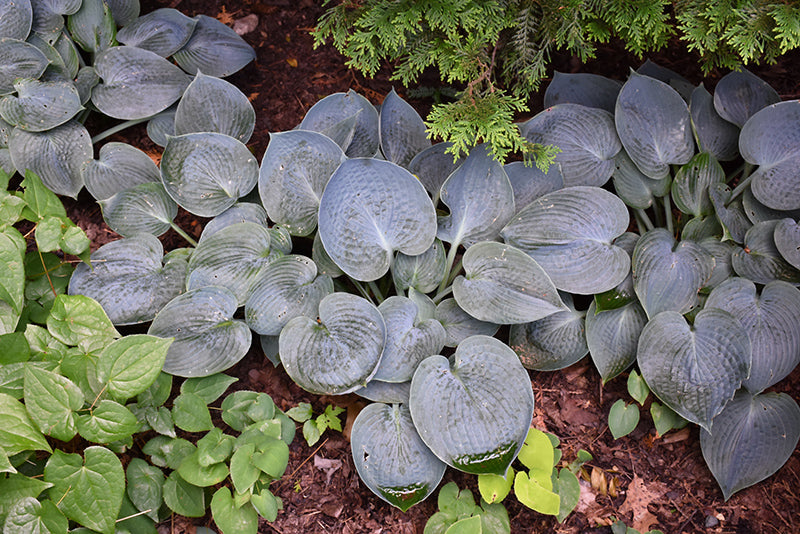 Hosta Hadspen Blue