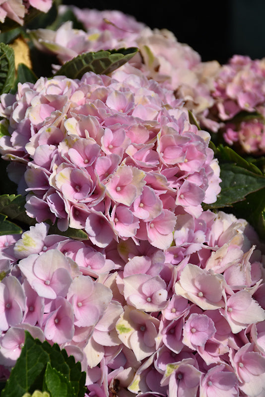 Hydrangea Magical® Revolution