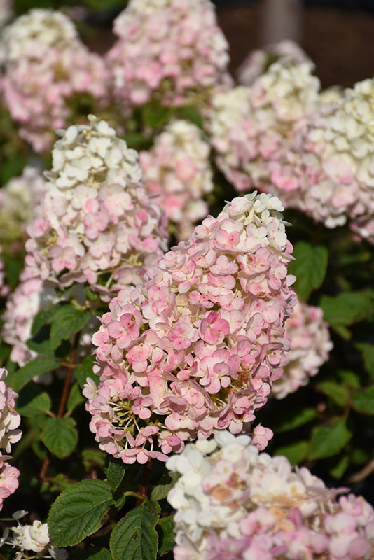 Hydrangea First Editions® Strawberry Sundae®