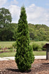 Arborvitae North Pole®