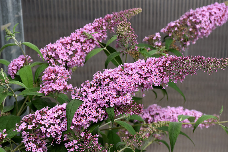 Butterfly Bush Pink Delight