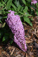 Butterfly Bush Butterfly Candy® Lil' Taffy™