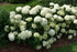 Hydrangea Invincibelle Limetta