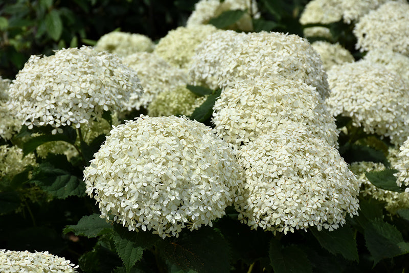 Hydrangea Invincibelle Limetta