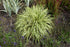 Carex Evergold