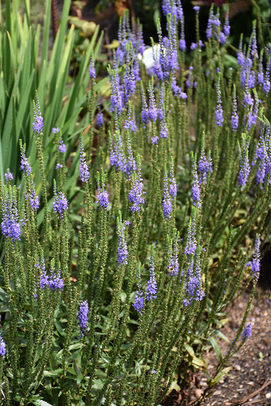 Speedwell Blue Skywalker