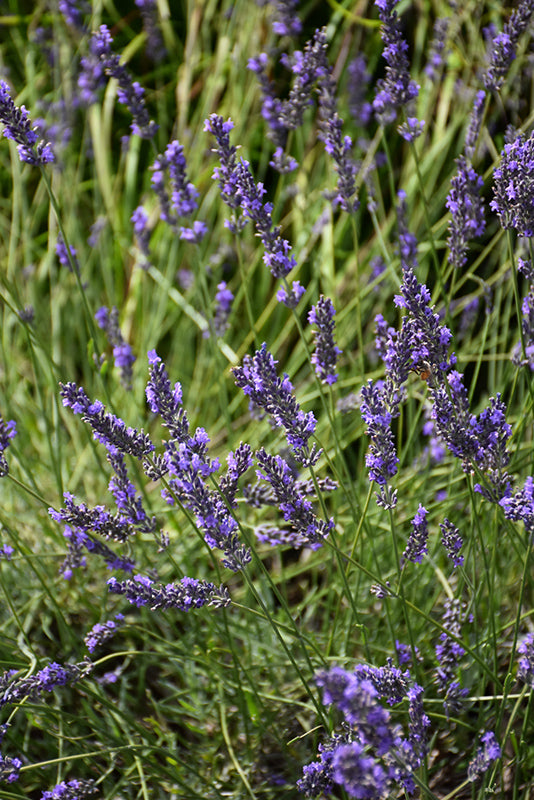 Lavender French Phenomenal™