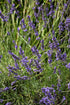 Lavender French Phenomenal™
