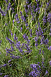 Lavender French Phenomenal™