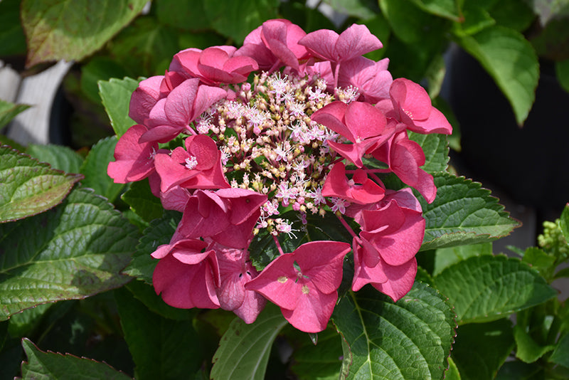 Hydrangea Cherry Explosion™