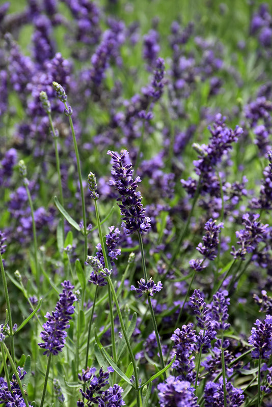 Lavender English Superblue