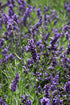 Lavender English Superblue