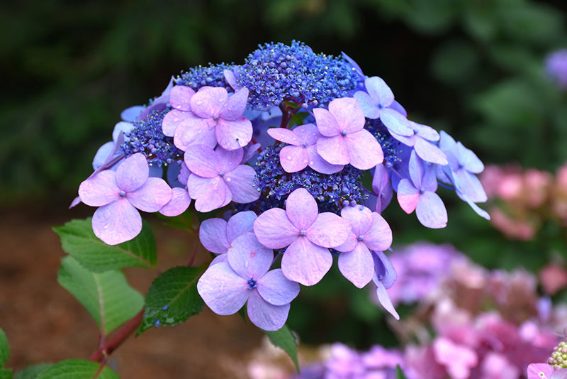 Hydrangea Endless Summer® Twist-N-Shout®